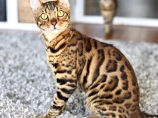 Obi Wan Kitobi Male Gold Bengal Cat - - 37 Fun Facts About Cats That Will Make You Love Them Even More