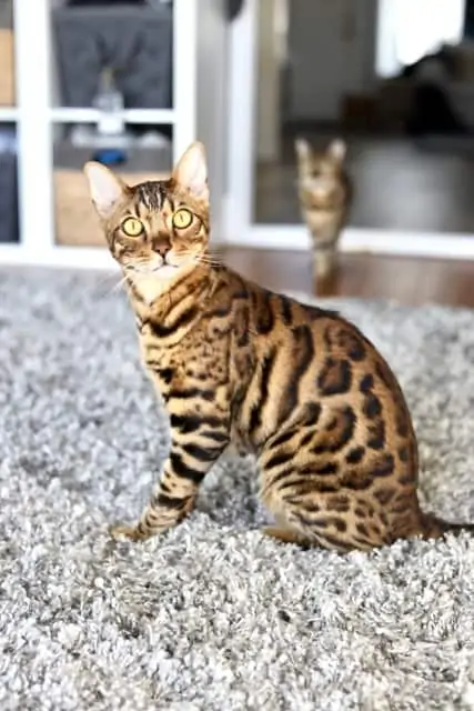 Obi Wan Kitobi Male Gold Bengal Cat -  - 37 Fun Facts About Cats That Will Make You Love Them Even More