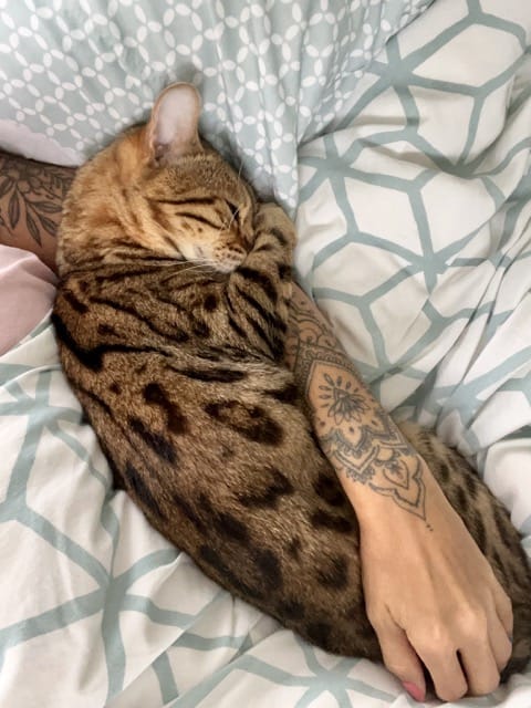 Roxy Bengal Cat Cuddling -  - 37 Fun Facts About Cats That Will Make You Love Them Even More