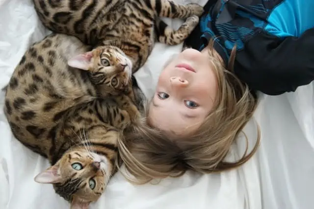 Two bengal cats and a blonde haired boy -  - 37 Fun Facts About Cats That Will Make You Love Them Even More