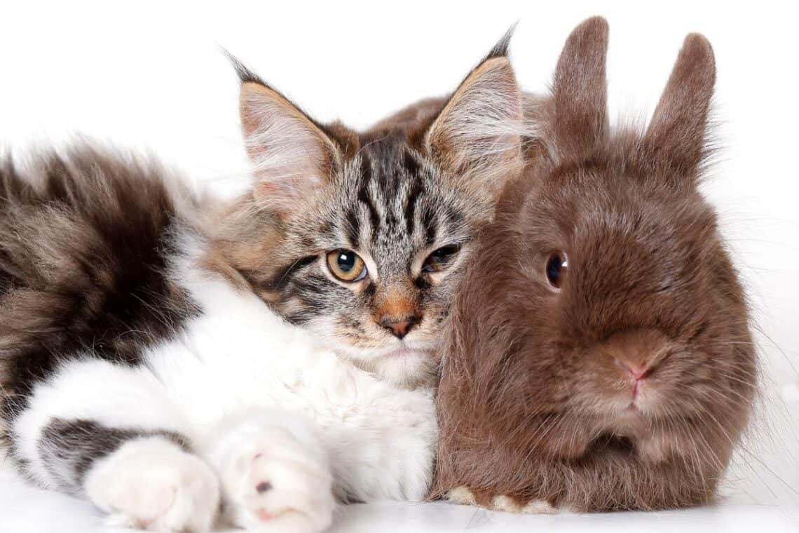 can cats and rabbits be friends - - Can Cats and Rabbits Be Friends?