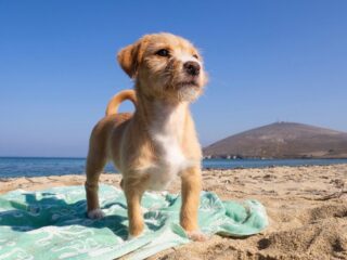 can i take my puppy to the beach - - Taking Your Puppy to the Beach: What You Need to Know