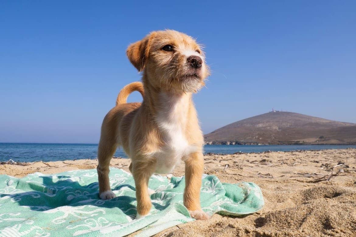 Can Puppies Go On The Beach