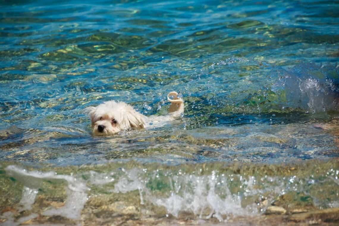 puppy swimming at the beach -  - Taking Your Puppy to the Beach: What You Need to Know