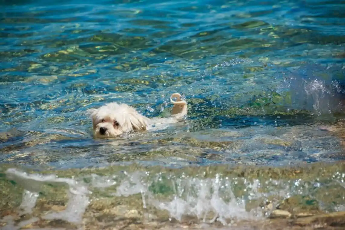 puppy swimming at the beach -  - Taking Your Puppy to the Beach: What You Need to Know