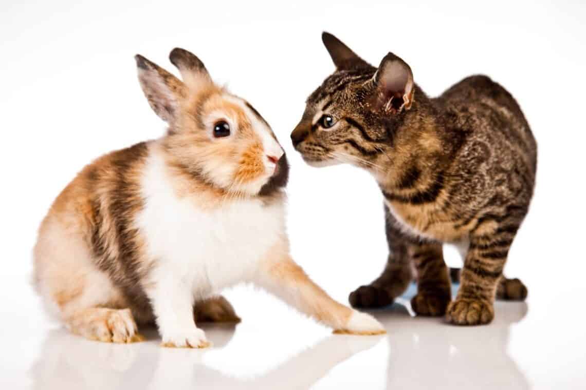 will cats attack rabbits - - Can Cats and Rabbits Be Friends?