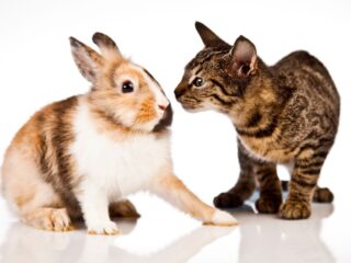 will cats attack rabbits - - Can Cats and Rabbits Be Friends?