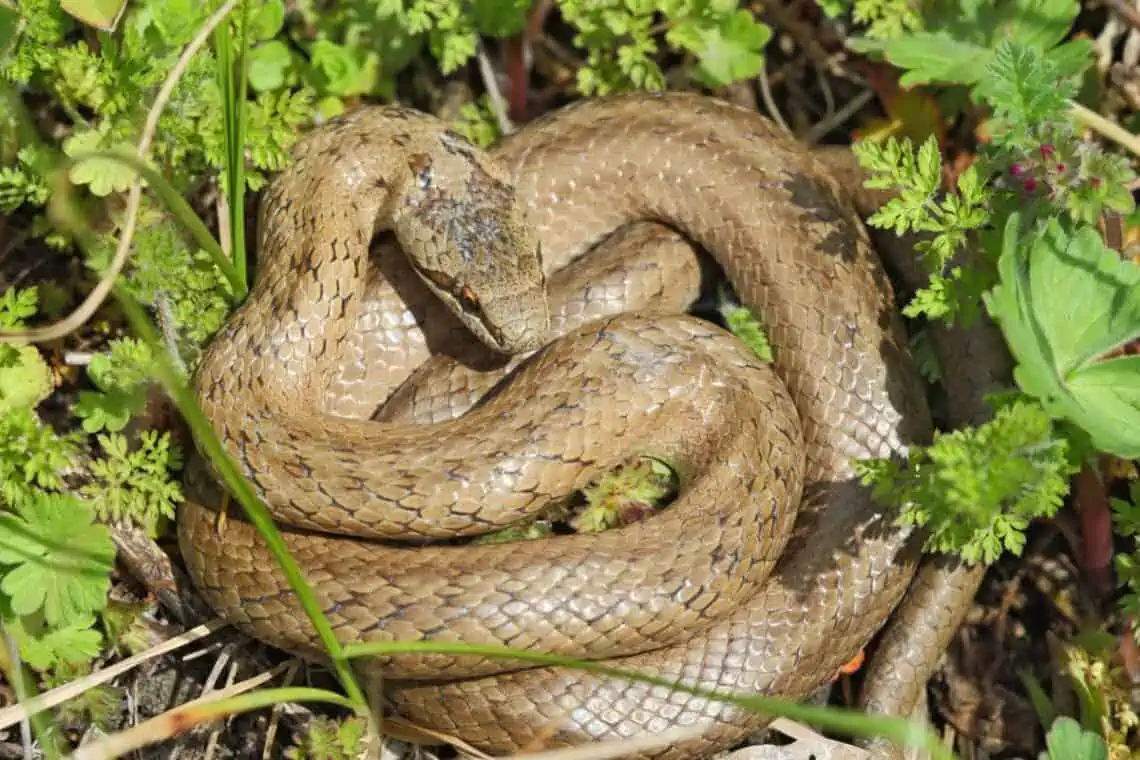 are there snakes in Norway smooth snake Coronella austriaca -  - Are There Snakes in Norway?