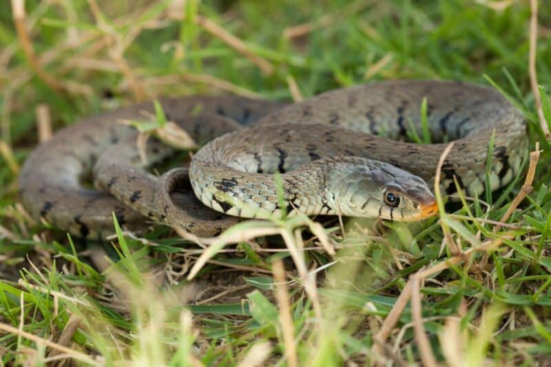 Are There Snakes In Norway are-there-snakes-in-maui-online-field-guide
