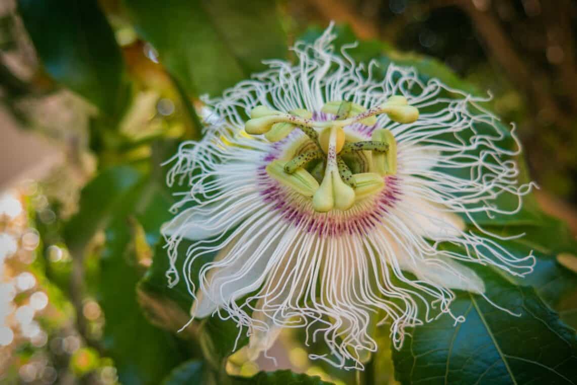 granadilla flower - - Sweet Granadilla, the Next Superfruit?