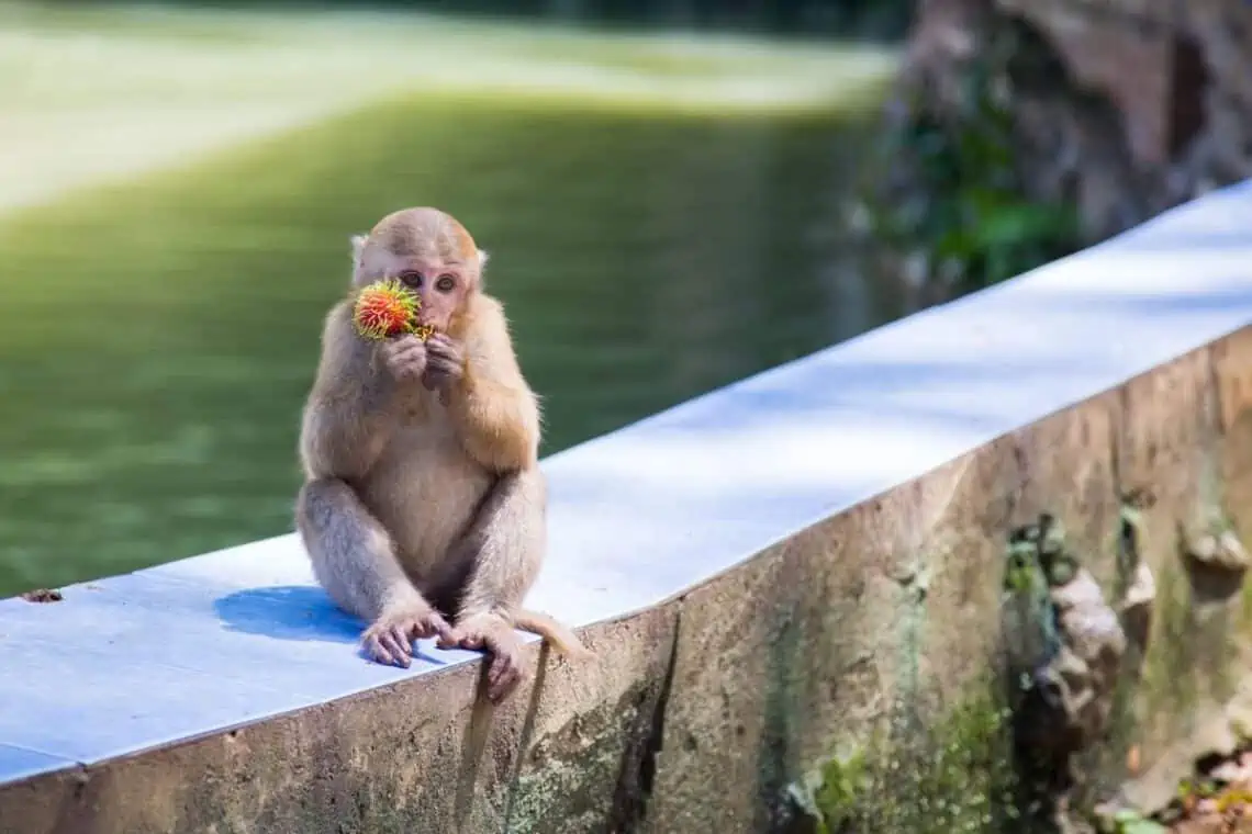 monkey eating rambutan -  - The Tastiest Fruit You’ve Never Heard Of: Rambutan