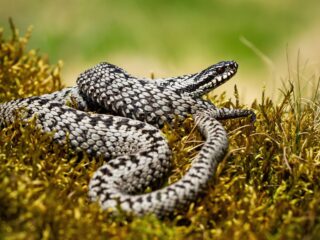 poisonous snakes in norway Common Viper -  - Are There Snakes in Norway?