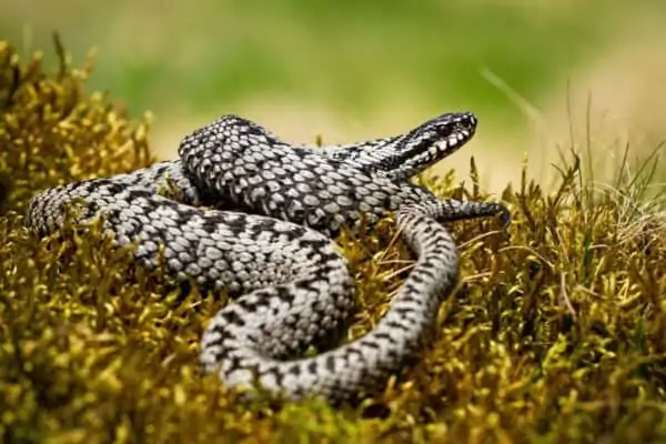 poisonous snakes in norway Common Viper -  - Are There Snakes in Norway?