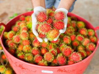 what does rambutan look like - - The Tastiest Fruit You’ve Never Heard Of: Rambutan