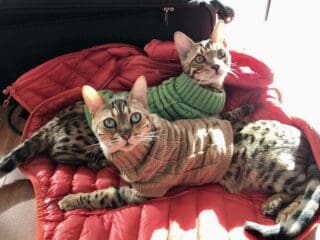 cat anxiety sweater