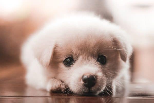 cute white fluffy puppy