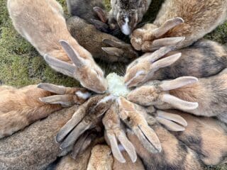 Okunoshima Island: Japan’s Bunny Paradise with a Dark Secret