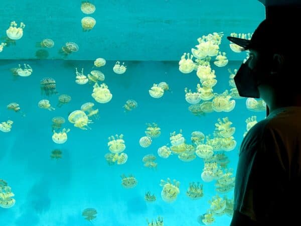 boy standing in front of jellyfish tank