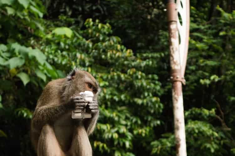 Batu Caves1