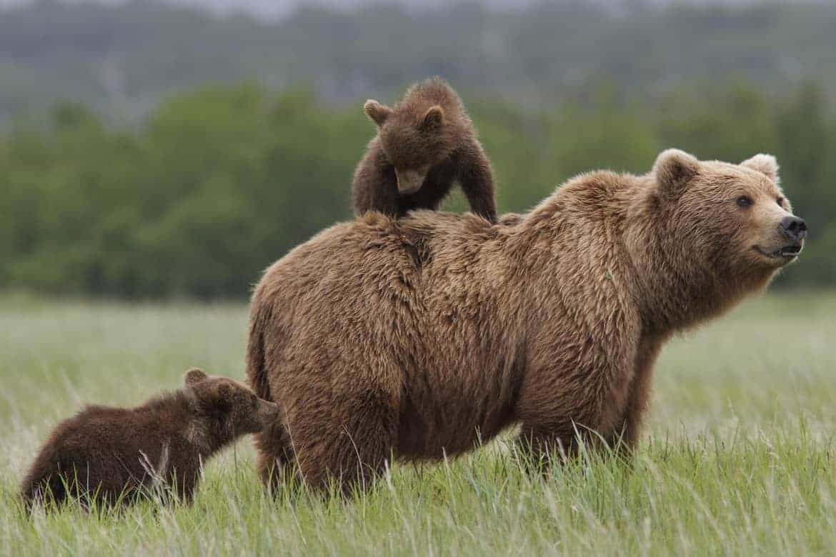 Disneynature's BEARS