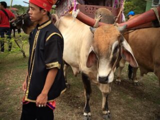 Bullock Cart Village1