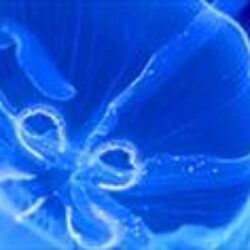LEGOLAND SEA LIFE Aquarium Debuts Jellyfish Discovery!