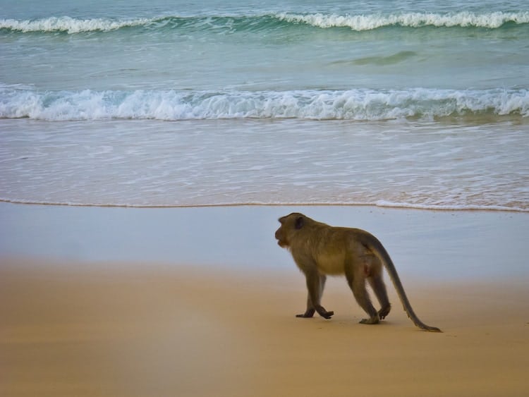 Monkey on Beach in Koh Rong Cambodia