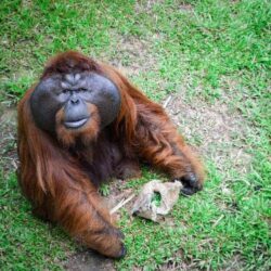 Have a Heart to Heart with an Orangutan