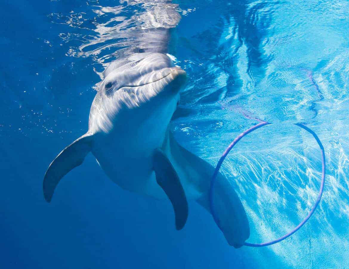 Sandpearl Resort_Courtesy of Clearwater Marine Aquarium_Winter