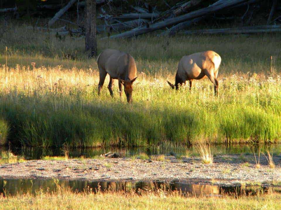 Yellowstone