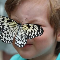 The Aruba Butterfly Farm and Fun Facts for Kids