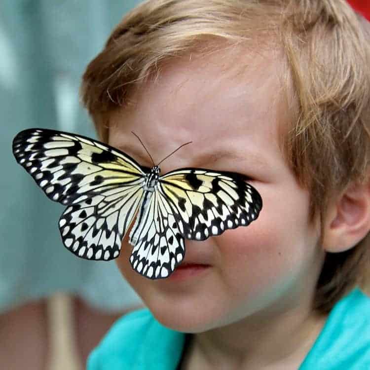 aruba butterfly farm 1 1 1