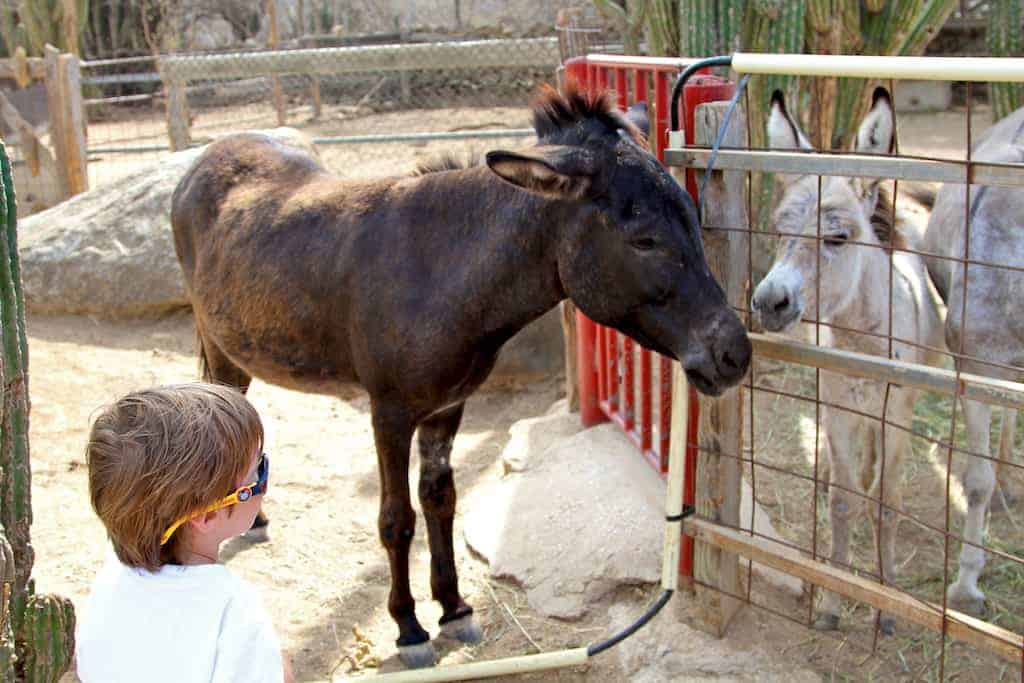 donkey sanctuary aruba