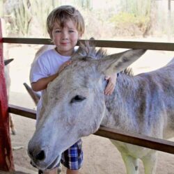 Aruba, wild donkeys and cuteness overload