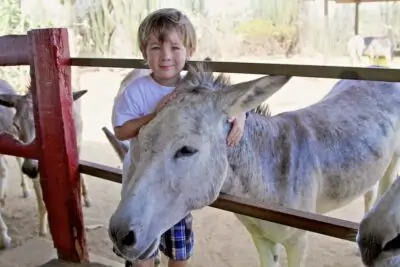 donkey sanctuary aruba
