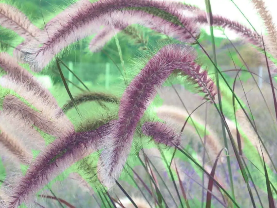 easy to grow plant - fountain grass