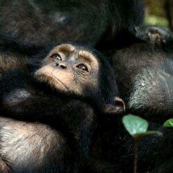 7 Things Kids Can Do to Help Wild Animals