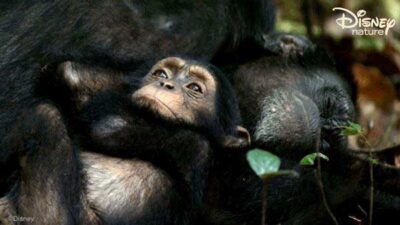 disneynature chimp