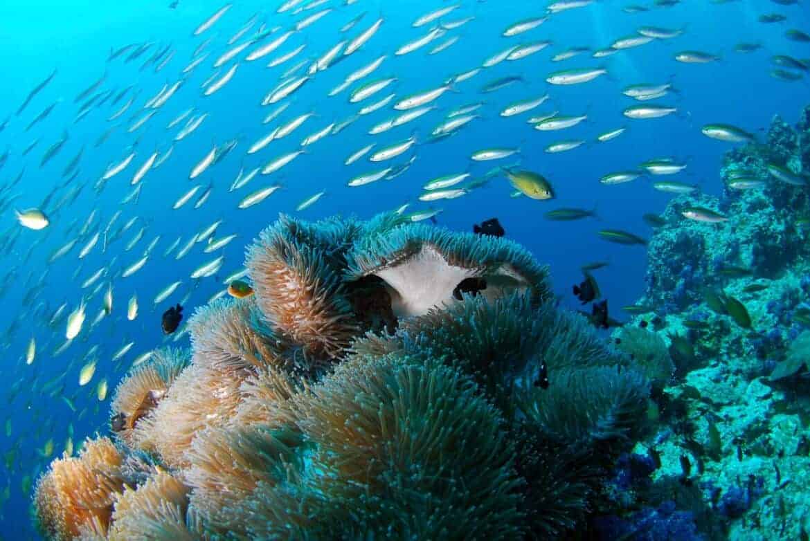 scuba diving in fiji