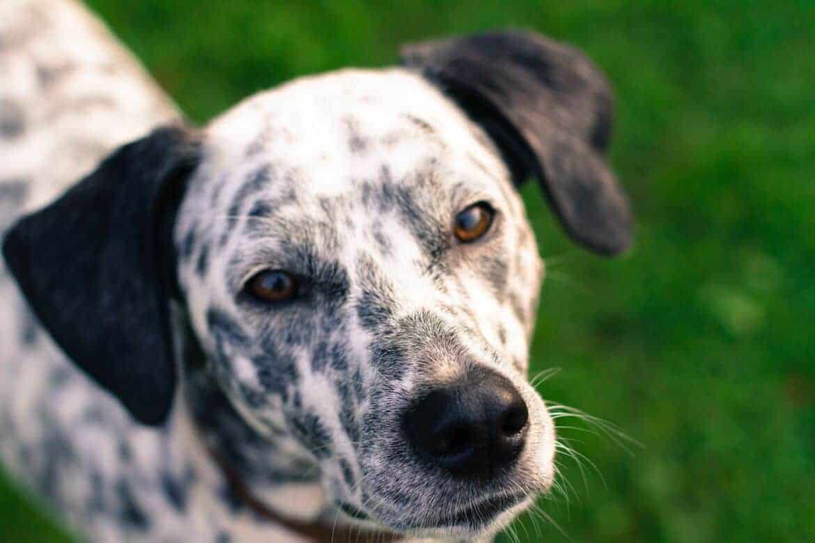 pet diabetes