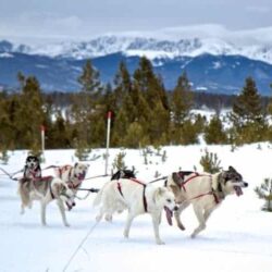 You don’t have to go to Alaska to try dog sledding!