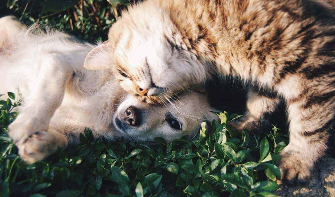 pet diabetes