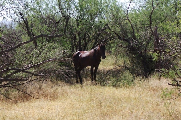 Horseback Riding In The Arizona Desert With Snickers