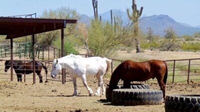 horseback riding in arizona 13 1