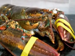 how to grill live lobster 1 1