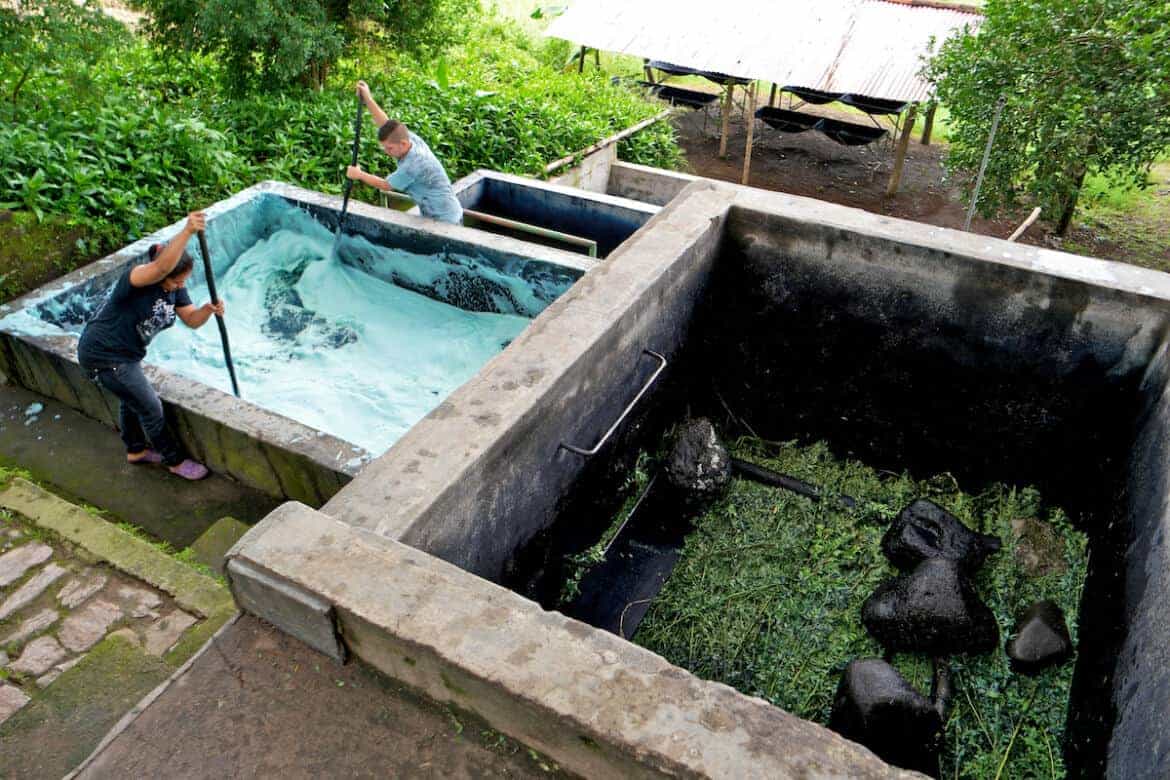 organic indigo farm el salvador