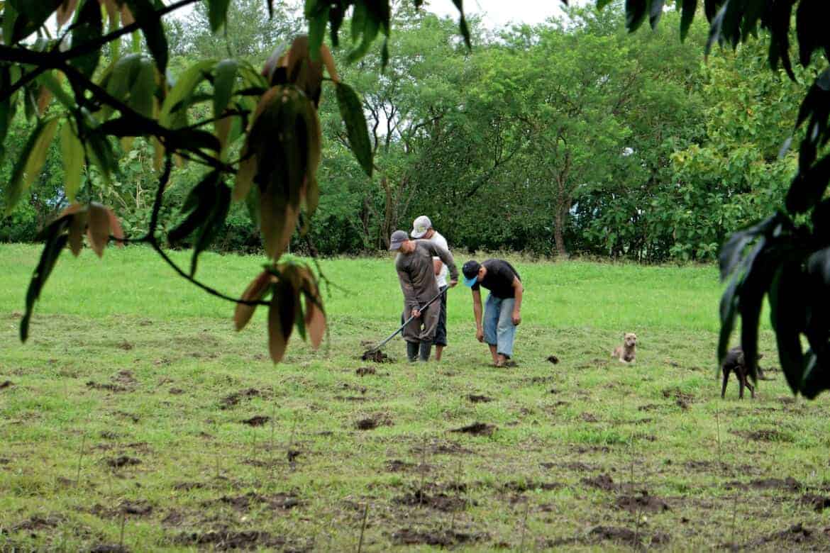 organic indigo farm el salvador