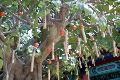 lantau island wishing tree bodhi 2 1