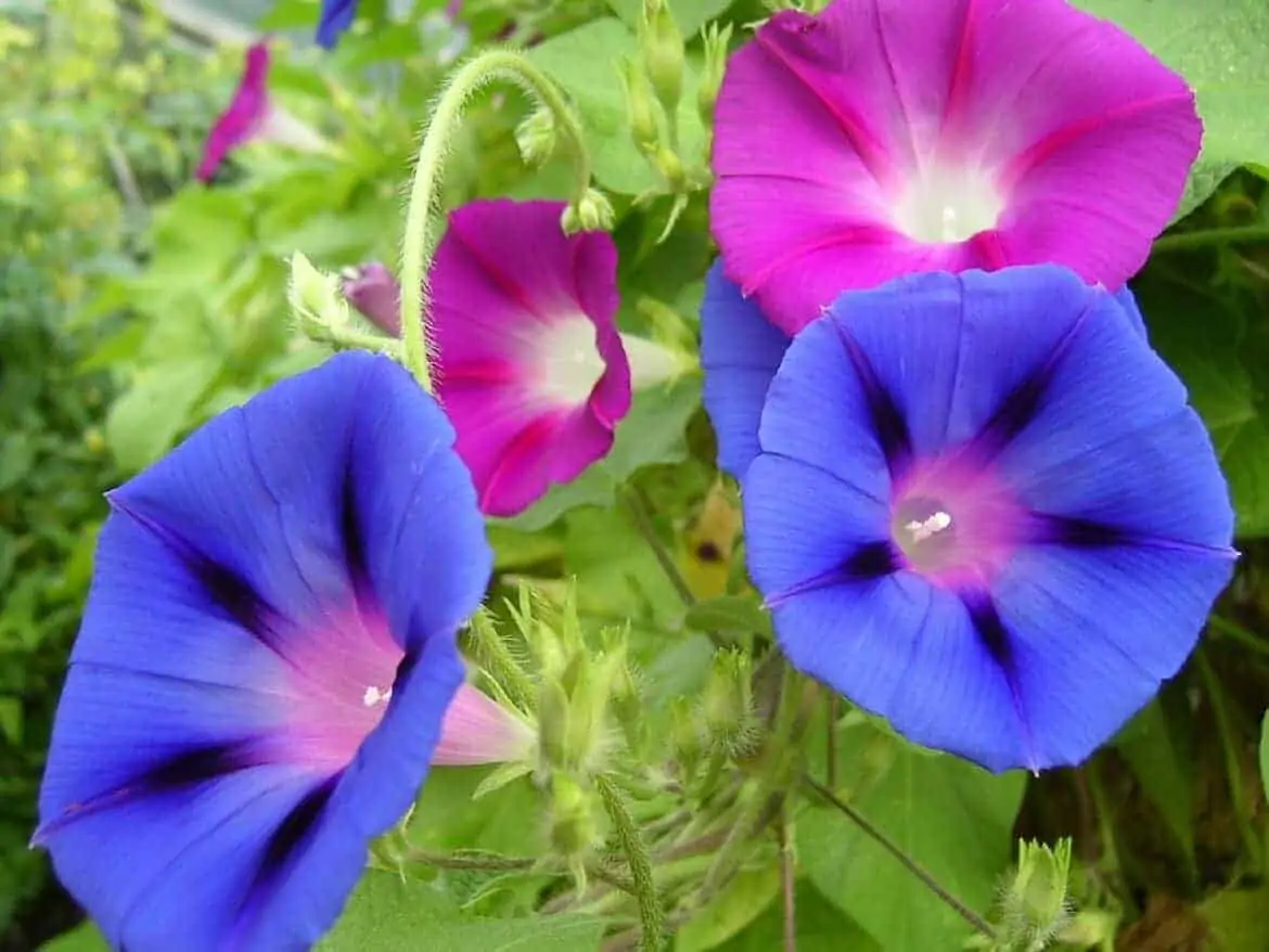 easy to grow flowers morning glory
