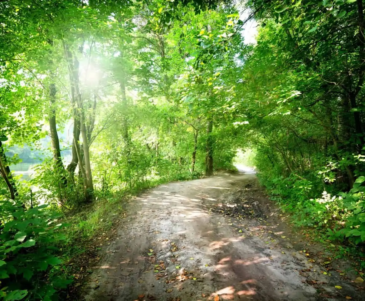 Dawn on the road in the forest in summer, Eco-friendly Travel Hacks